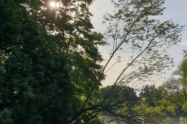 Zdjęcie przedstawia fragment Zalewu Nowohuckiego w Krakowie z elementami drzew, przez które prześwieca słońce. Jako ilustracja do tekstu pt. Ogólnopolski Dzień Walki z Depresją.