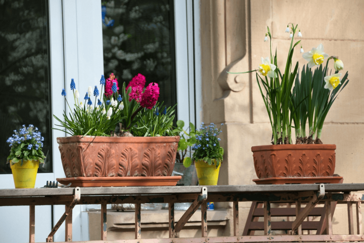 Zdjęcie ilustrujące przedstawiające balkon, na którym są pojemniki z wiosennymi kwiatami