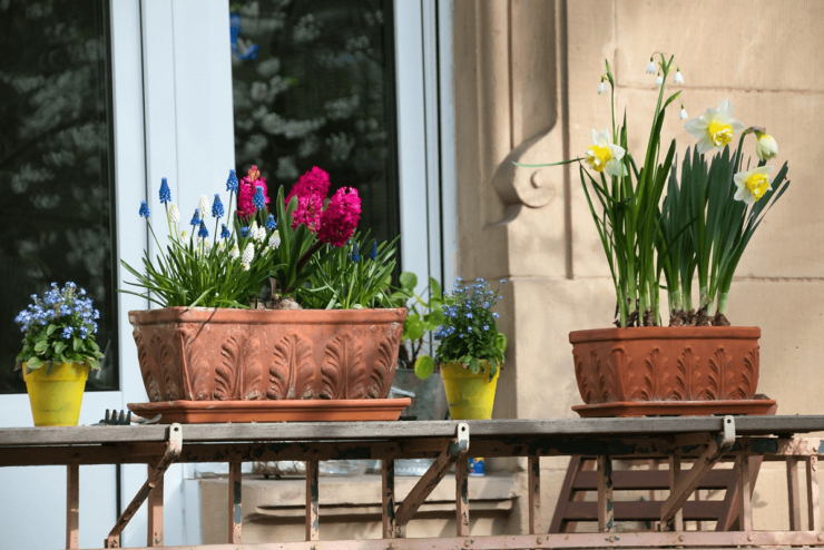 Balkon, na którym są pojemniki z wiosennymi kwiatami