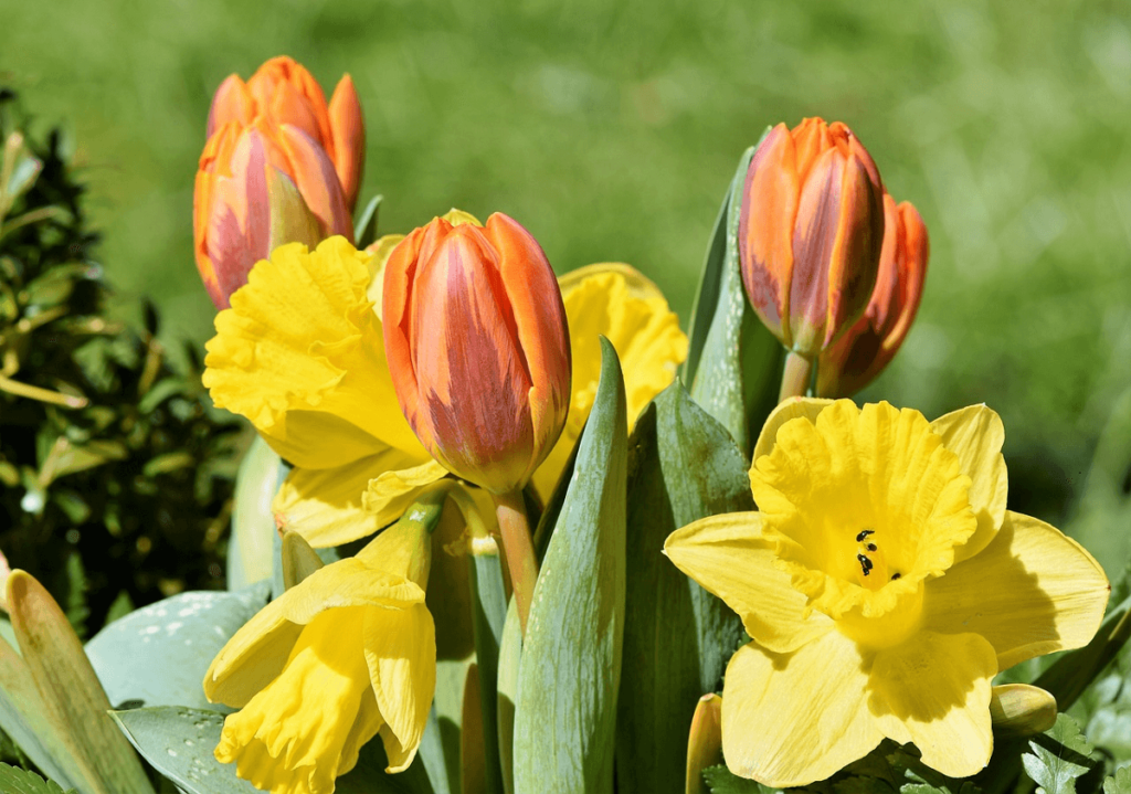 Zdjęcie ilustrujące przedstawiające tulipany i żonkile